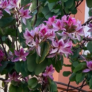 Meet your Posher, Silvia